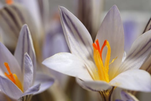 Snowdrop. The first spring flower. A photo close up
