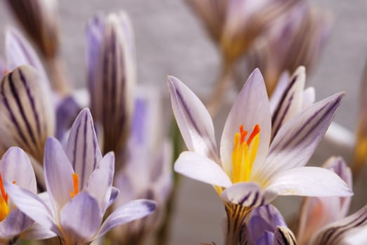 Snowdrop. The first spring flower. A photo close up
