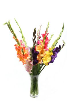 Flowers Gladioli