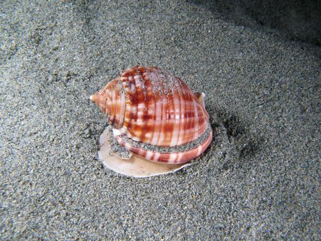 Living Shell on the sand. Shotted underwater in the wild, nighttime.