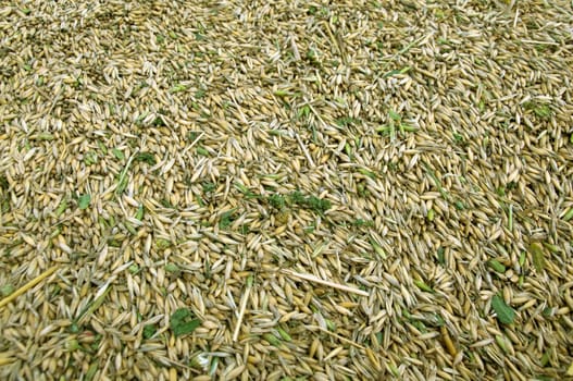 A pile of unhulled grains.   Rich harvest.