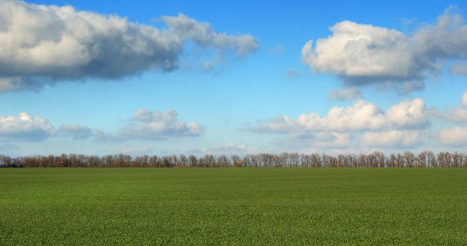 Green field on a background of the drama sky with a number of trees in a distance