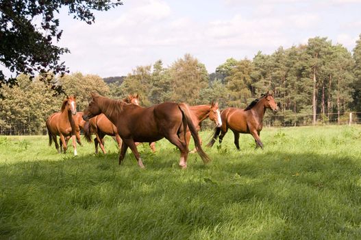 Horse runs across the meadow. Hanoverian breed.