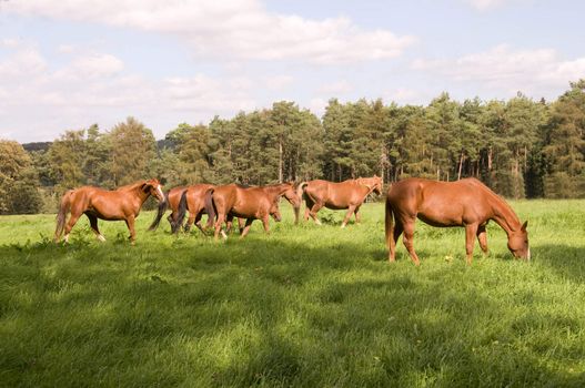 Horses graze in the pasture.