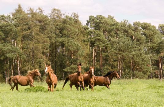 Horses run across the meadow. 
