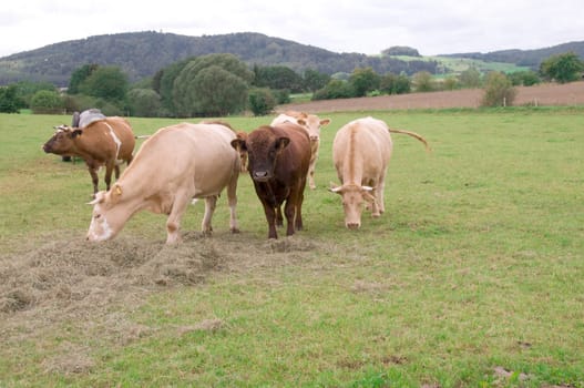 Cows graze and eat hay in the pasture.