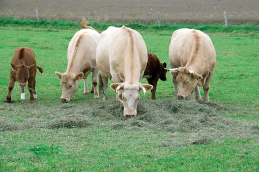 Cows graze and eat hay in the pasture.