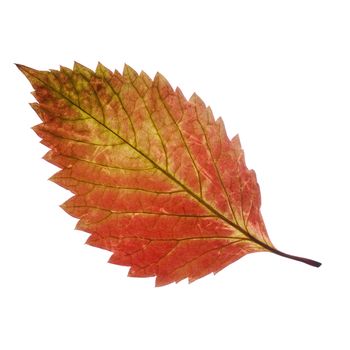 Two autumn leaf. It is isolated on a white background.