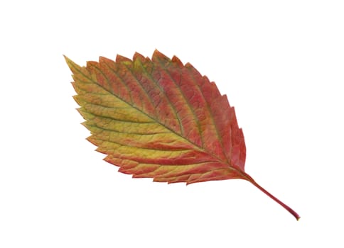 Two autumn leaf. It is isolated on a white background.