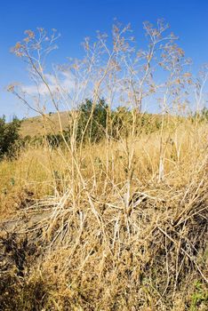 Dry grass. Thrickets of a dry grass in very hot summer 