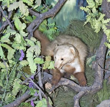 The wild animal - a marten (it is photographed in bondage)