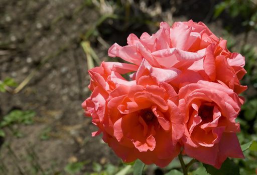Velvet rose (it is a lot of buds on one stalk)