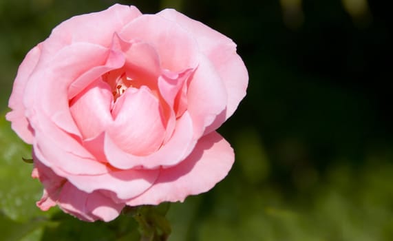 Pink rose (blossom a bud) with the dim back background