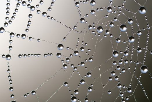 close up view of a spider web