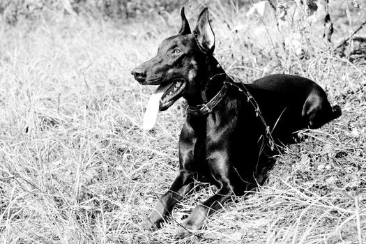 A lying doberman in a summer park
