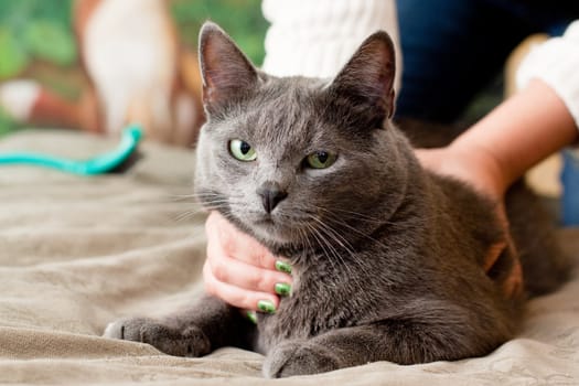 A gray cat and a women hand
