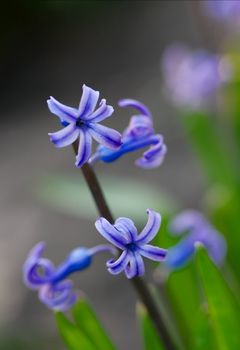 Hyacinth flower closeup