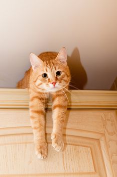 A young ginger tabby cat on kitchen cupboard
