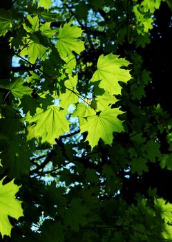 Vibrant green leaves in the forest
