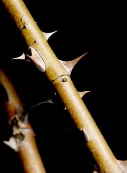 Thorns on black background