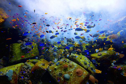 Oxygen is pumped into an aquarium with fish and corals