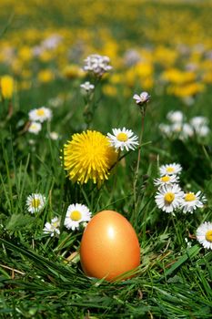 colorful Easter egg in the fresh  spring meadow