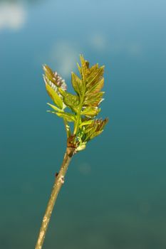 a sprout at spring time on a sunny day