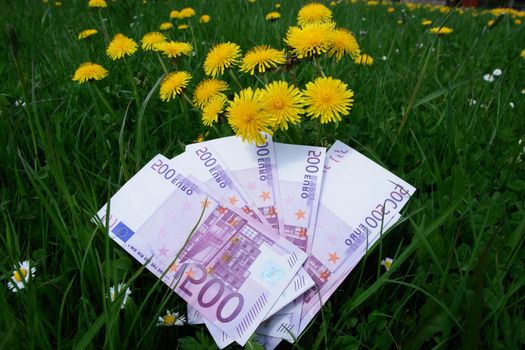 big bank notes euros in the meadow