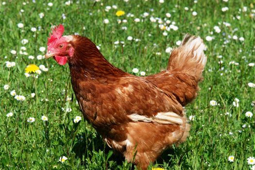 Hen outside in the meadow at spring