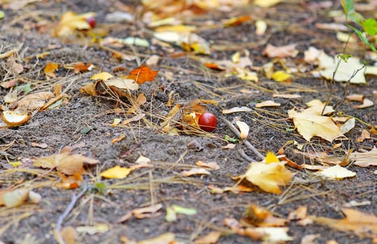 chestnut brown on the ground around the yellow fallen leaves in autumn