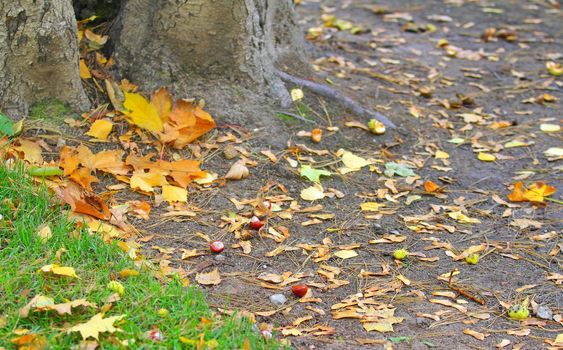 chestnut brown on the ground around the yellow fallen leaves in autumn