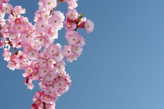close-up of a pink flowered tree against sky