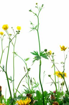 Springflowers isolated on white background with grass and soil...........