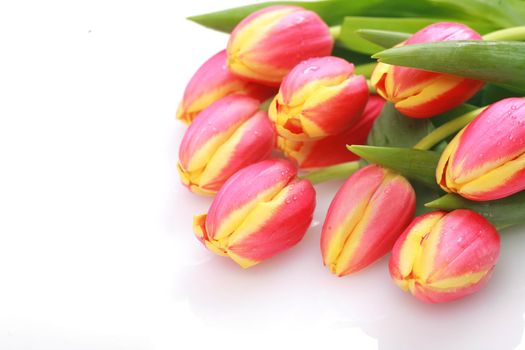 Tulips isolated on a white and background