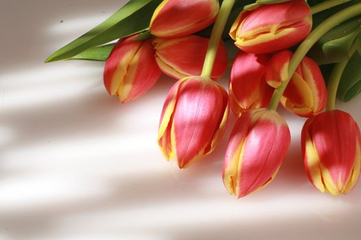 tulips in creative lightning normally not suitable for Microstock