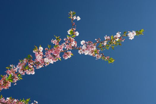 close-up of a pink flowered tree against sky