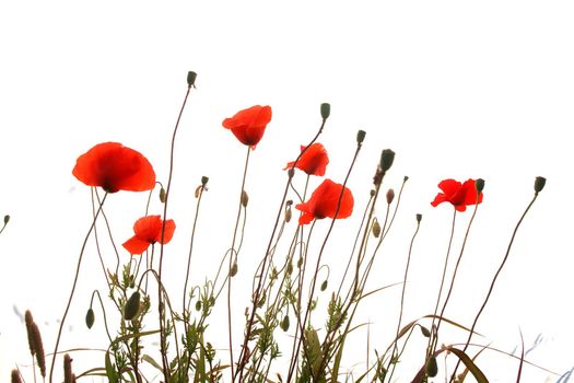 red poppies isolated on a white background
