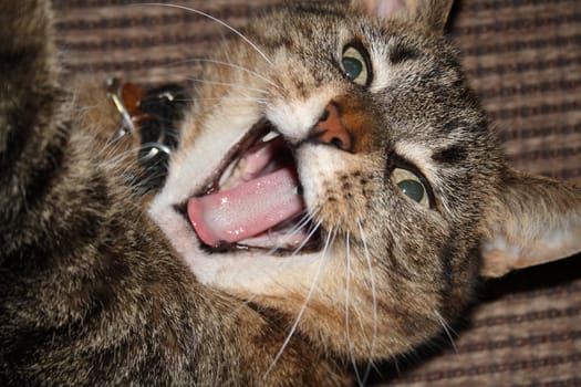 close up  of a cute cat yawning