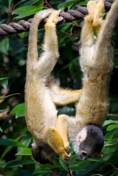 little cute monkeys playing on a tree in zoo