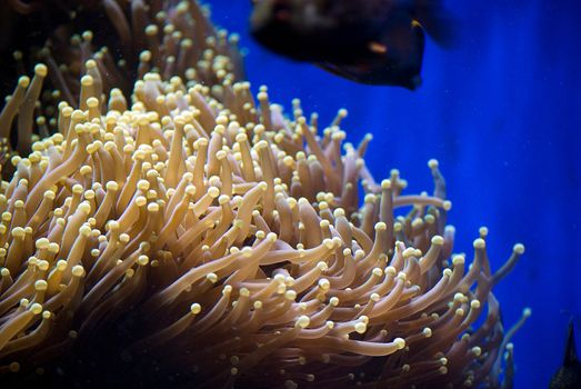 aquarium with colorful tropical fish and corals