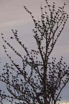 Blackbirds in tree full Saskatchewan Canada