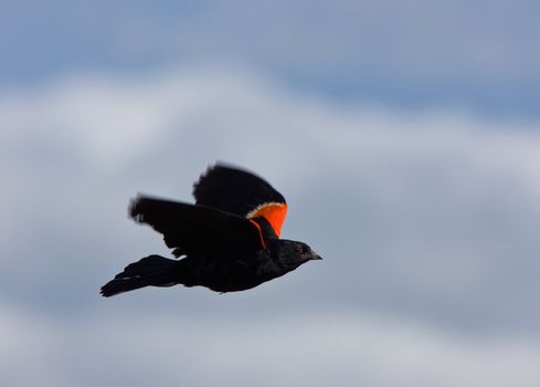 Red Winged Blackbird in Flight Canada