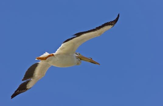 American White Pelican in Flight Canada