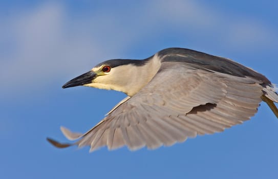 Black crowned Night Heron Canada