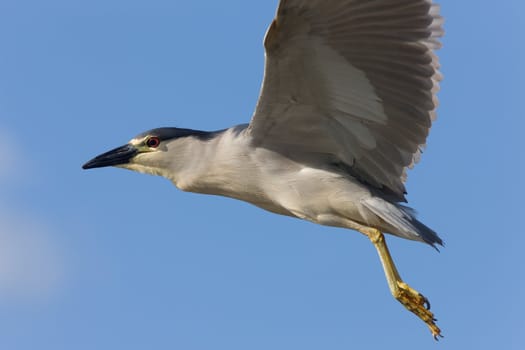 Black crowned Night Heron Canada