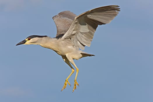 Black crowned Night Heron Canada