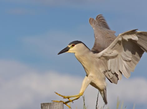 Black crowned Night Heron Canada