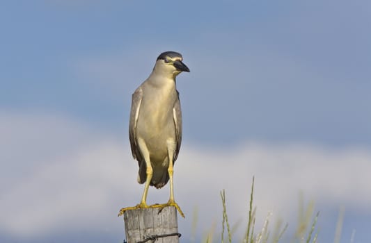 Black crowned Night Heron Canada