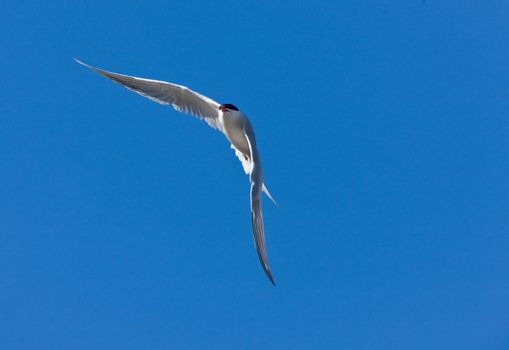 Common Tern in Flight Canada
