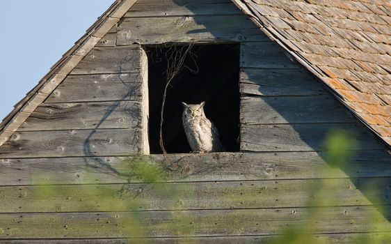 Great Horned Owl in Old Barn Canada